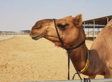 united-arab-emirates/palm-jumeirah/attraction/camelicious