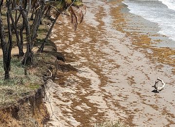 trinidad-and-tobago/siparia/attraction/north-manzanilla-beach