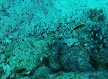 egypt/hurghada/attraction/fanadir-dacht-divespot