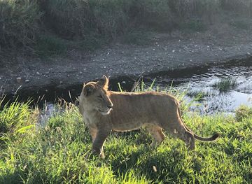 kenya/kilimanjaro-region/attraction/ismani-tours-and-safaris-best-kilimanjaro-tour-operator-tanzania-safari-tour-company-serengeti-safaris-arusha-moshi