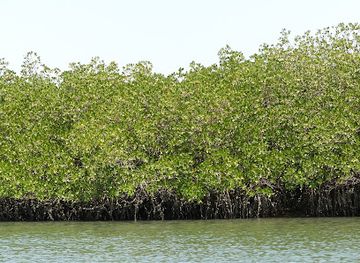 senegal/sine-saloum-delta/attraction/plavba-v-delte-reky-saloum