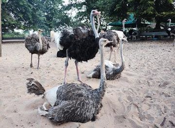 singapore/yishun/attraction/desaru-ostrich-farm