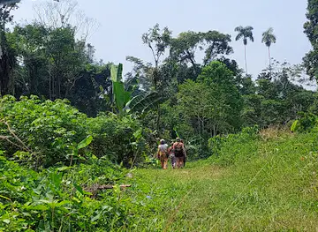Cendero Amarun Yaku