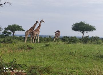 uganda/bukedi/attraction/murchison-falls-uganda
