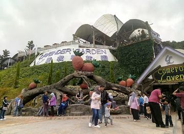 malaysia/central-region/attraction/lavender-garden-cameron-lavender