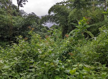 cameroon/tiko/attraction/bonjava-village-court-area