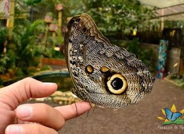 ecuador/quito/attraction/mariposario-mariposas-de-mindo