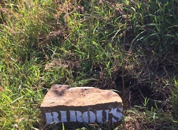 madagascar/antsiranana/attraction/baobab-rirou-s-a-suarezensis