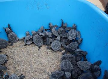 mexico/puerto-escondido/attraction/campamento-tortuguero-palmarito