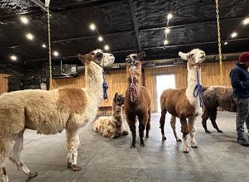 texas/plano/attraction/shangrillama