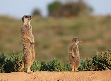 south-africa/route-62/attraction/meerkat-adventures