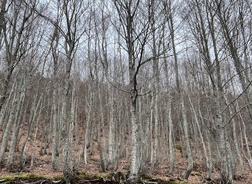 greece/mount-pelion/attraction/tree-of-life
