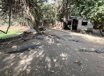 the-gambia/kanifing/attraction/crocodile-pool
