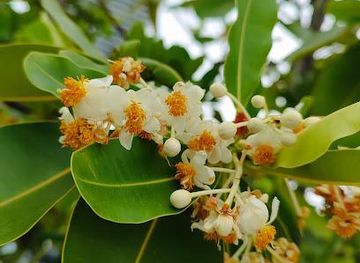 thailand/rayong/attraction/asian-spicy-garden