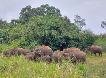 sri-lanka/polonnaruwa/attraction/habarana-jeep-safari-and-accommodation-providers