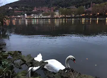 Panorama View to Altstadt and the Castle