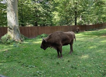 poland/podlachia/attraction/rezerwat-pokazowy-zubrow