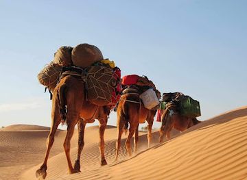 tunisia/douz/attraction/douz-camel-tours