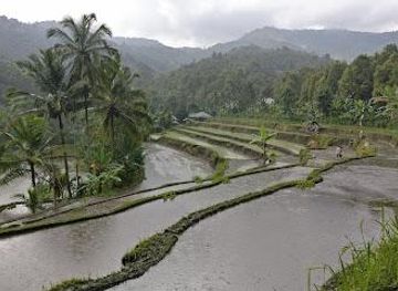 indonesia/bali/attraction/rice-terraces-munduk