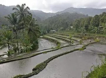 Rice Terraces Munduk