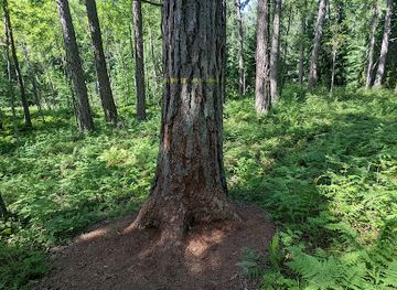 finland/savonlinna/attraction/the-tallest-tree-in-finland