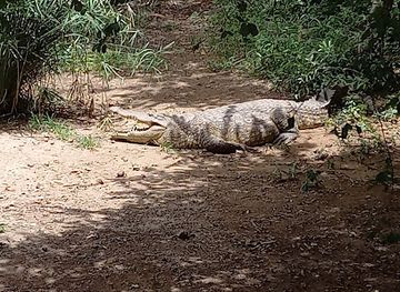zimbabwe/midlands/attraction/victoria-falls-crocodile-park