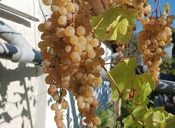 bulgaria/golden-sands/attraction/pri-batlusko