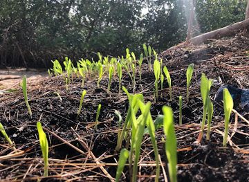 sierra-leone/western-area-urban-district/attraction/transform-island