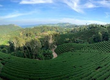 thailand/chiang-rai/attraction/101-101-tea-plantation-thailand
