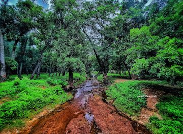 ghana/yendi/attraction/yendi-township-forest-reserve
