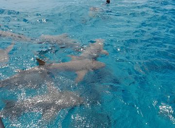maldives/fulidhoo/attraction/darkgreen-adventures-new-sharkpoint