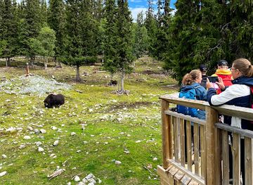 sweden/jamtland/attraction/myskoxcentrum-i-harjedalen