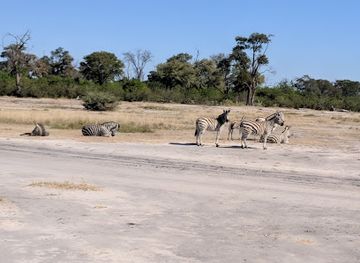 botswana/okavango-delta/attraction/african-horseback-safaris-macatoo-camp