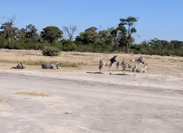 African Horseback Safaris, Macatoo Camp