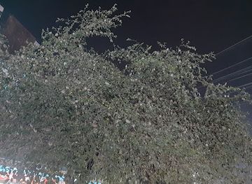 bangladesh/comilla/attraction/bird-s-nest-cumilla