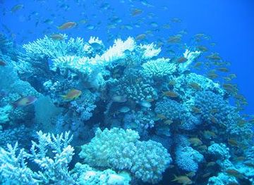 egypt/hurghada/attraction/carless-reef-diving-site
