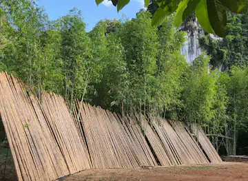 Andaman Bamboo
