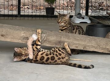 turkiye/kusadasi/guzelcamli/attraction/altin-ciftligi