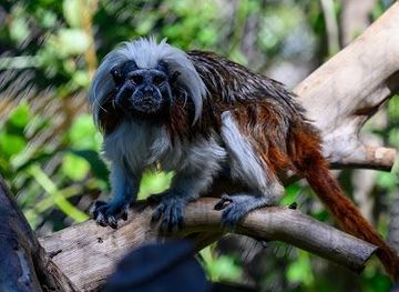 gibraltar/st-michael-s-cave/attraction/alameda-wildlife-park