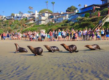 california/laguna-beach/attraction/pacific-marine-mammal-center
