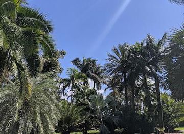 florida/clearwater-beach/attraction/gizella-kopsick-palm-arboretum