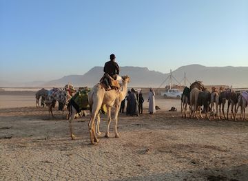 jordan/wadi-rum/attraction/camelodrome-wadi-rum