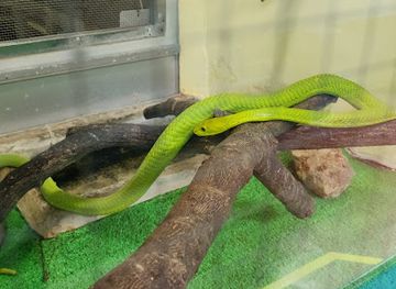 japan/kanto/attraction/japan-snake-center