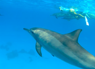 egypt/marsa-alam/attraction/dolphin-and-yoga-retreat