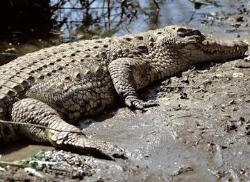 zambia/victoria-falls/attraction/victoria-falls-crocodile-park