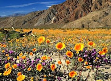 india/valley-of-flowers-national-park/attraction/nanda-devi-national-park-interpretive-trek