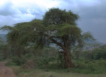 tanzania/ngorongoro-conservation-area/attraction/lerai-forest-nca