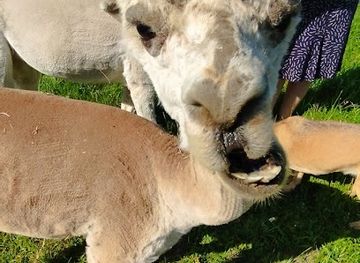 latvia/selonia/attraction/saules-alpakas