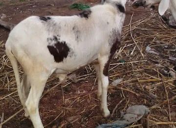 burkina-faso/gourcy/attraction/toare