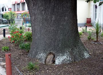 south-africa/western-cape/attraction/the-old-oak-slave-tree